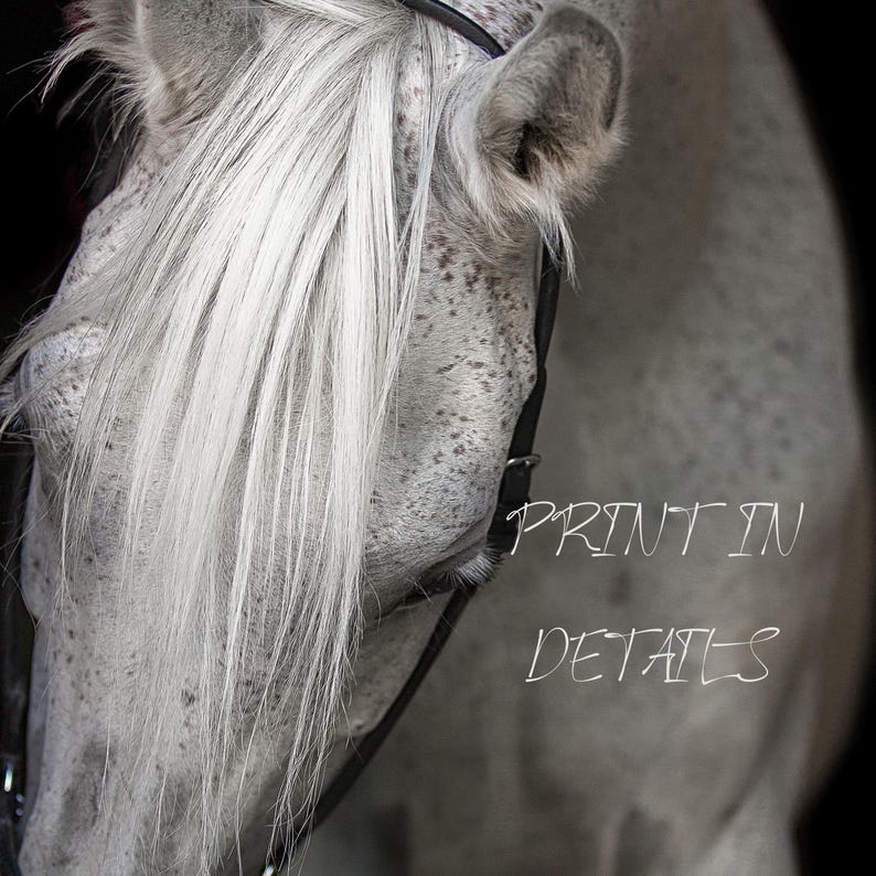 Elegante stampa artistica di cavallo bianco – Graziosa fotografia equina, stampa extra large immagine 3