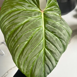 May include: A large, heart-shaped Philodendron leaf with a deep green colour and prominent, light green veins. The leaf surface has a textured, ribbed appearance with a glossy finish and a distinct central stem that transitions to a pale pinkish hue.