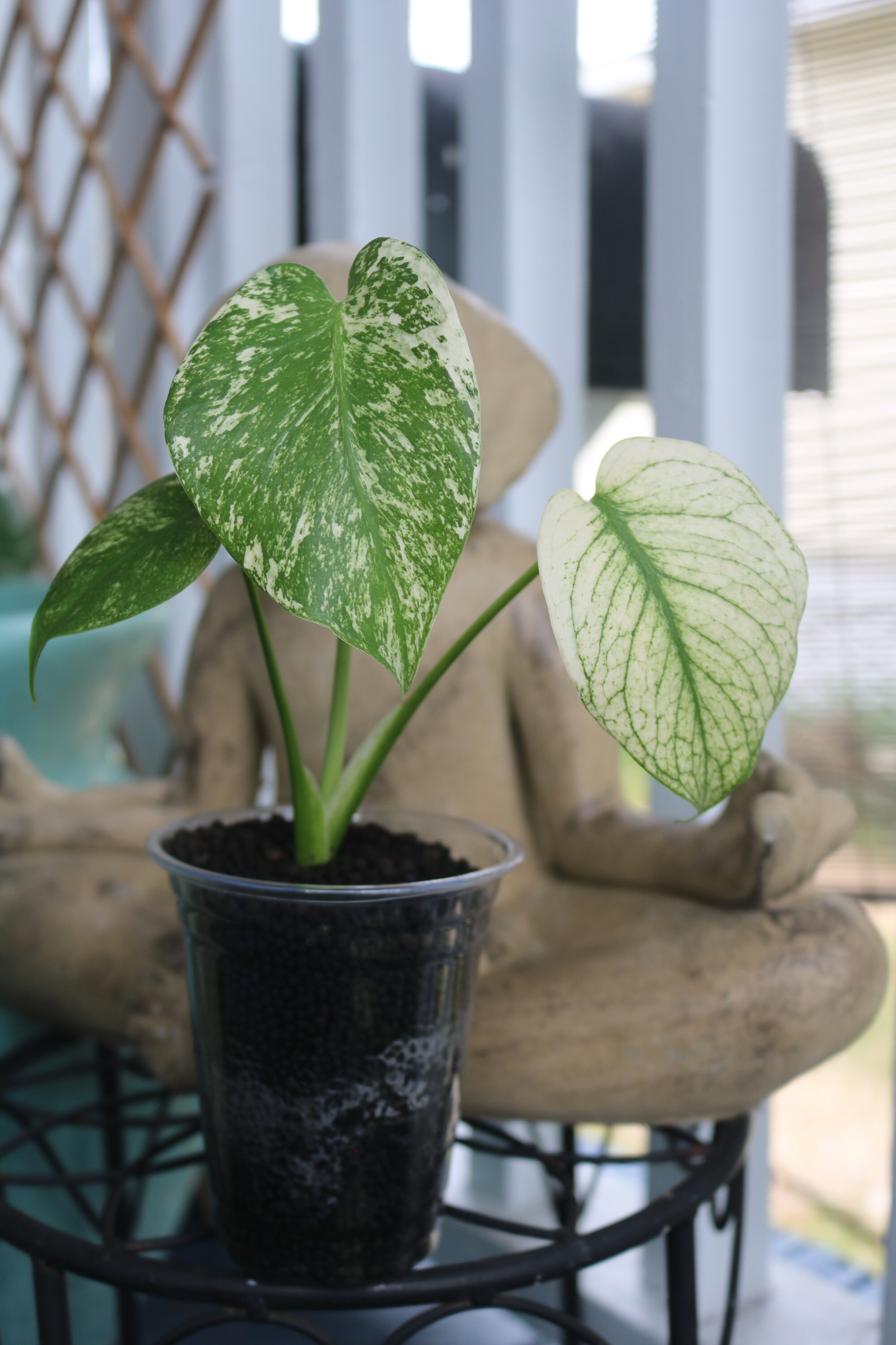philodendron serpens Philodendron serpens – Carnivero main image 1