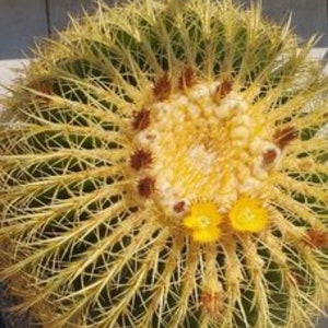 Echinocactus grusonii