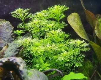 Purple Mudwort- Limnophila Heterophylla 5 Stems + EXTRA [Submerged]