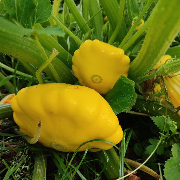 Gelbe Patisson Samen, Samenfestes Saatgut, Ufo Zucchini Gemüse, Vegane Küche Kürbis