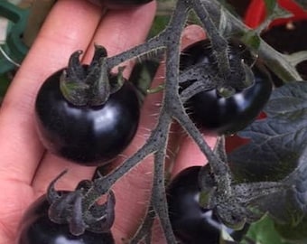 Tomaten Samen, alte und historische Gemüse Sorten, Tomate Dancing with Smurf