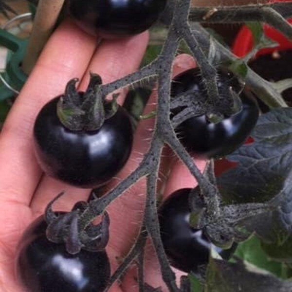 Tomaten Samen, alte und historische Gemüse Sorten, Tomate Dancing with Smurf