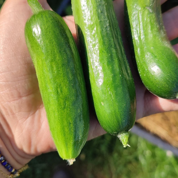 Samenfeste Mini Gurke Samen, alte und historische Gemüse Sorten, für Selbstversorger Permakultur Garten kasachische Gurke