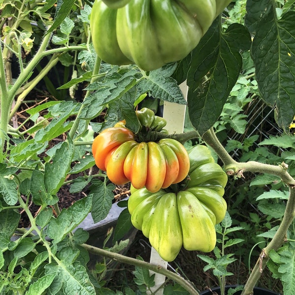 XXL Tomaten Grande Gioia Samen, alte und historische Gemüse Sorten,