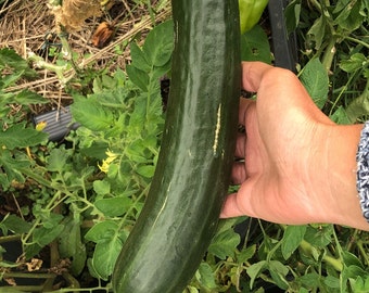 Cleopha Gurke Samen, alte und historische Gemüse Sorten, für Selbstversorger Permakultur Garten Salatgurke