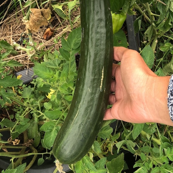 Cleopha cucumber seeds, old and historical vegetable varieties, for self-sufficiency permaculture garden cucumber