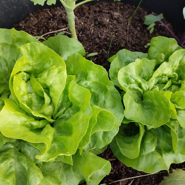 Salat Butterhäuptel Samen, Samenfestes Gemüse Saatgut für den Garten, Alte deutsche Sorte