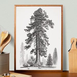 Minimalist Giant Sequoia Sketch Poster | Black and white Download