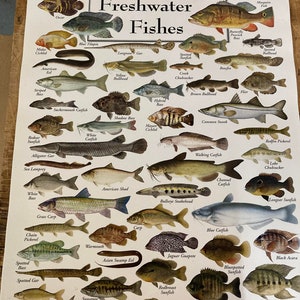 Florida freshwater Fishes  Wall Plak
