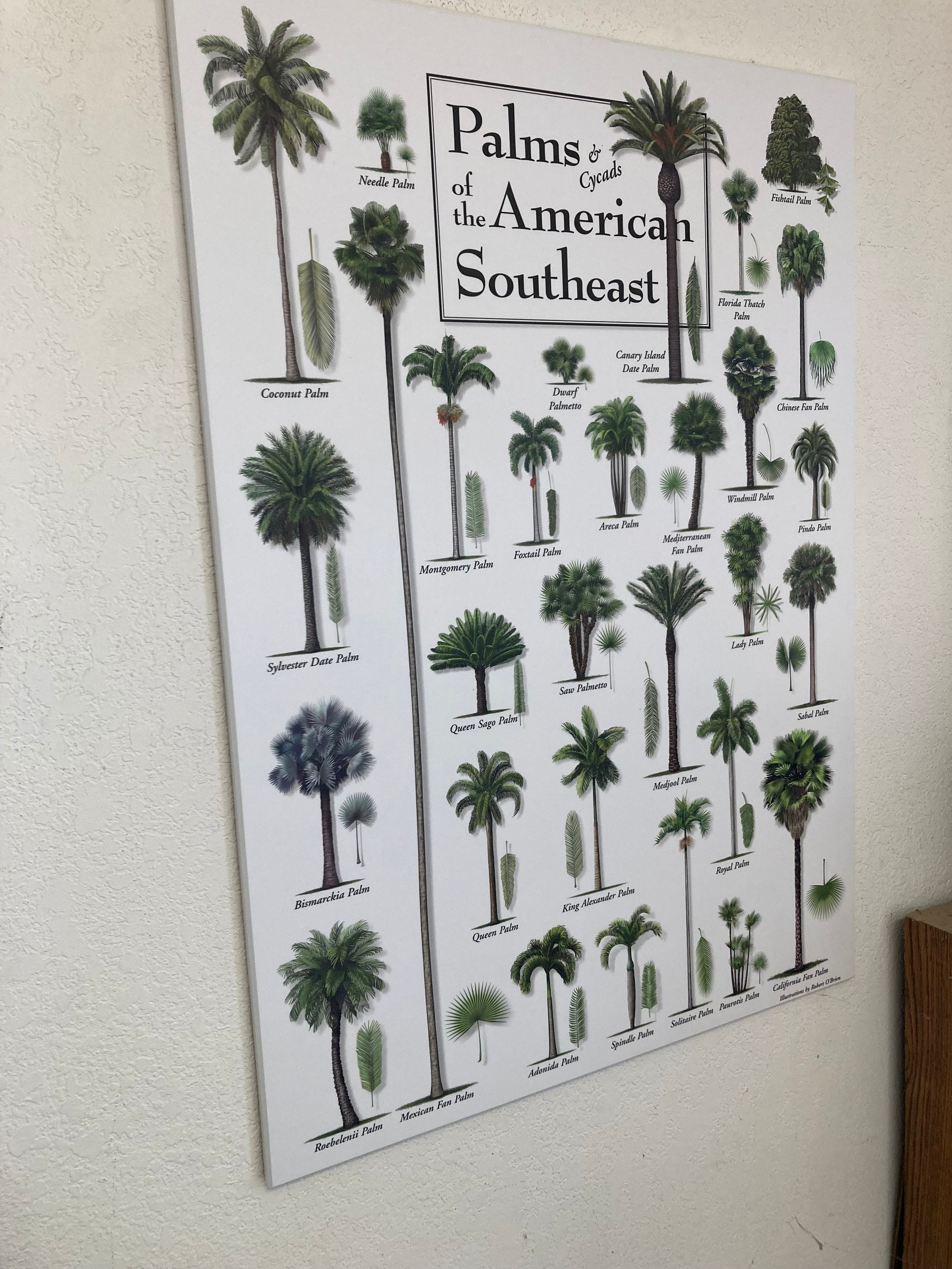 Coastal and Wetland Birds of Florida Wall Plak - Etsy