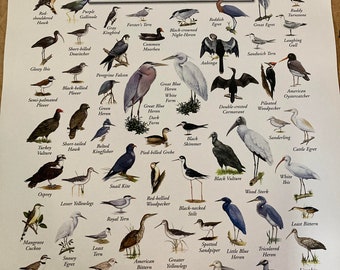 May include: A colourful illustrated guide to coastal and wetland birds of Florida. The poster features a variety of bird species, including herons, egrets, pelicans, gulls, and more. Each bird is depicted in its natural habitat, with its name and scientific classification listed below.