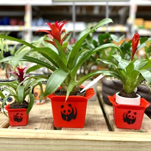 May include: Three potted bromeliad plants with red flowers in red pots with a black panda logo. The pots are on a wooden shelf.