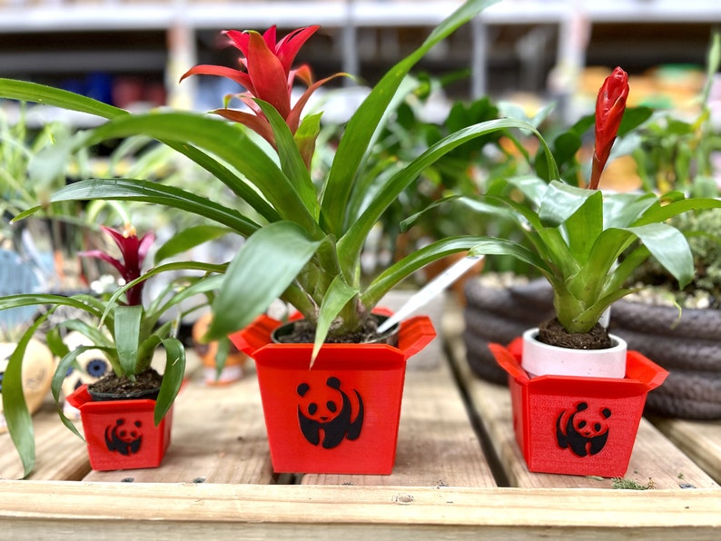 Chinese Panda Planter Take Out Box, Chinese Planter Gift, to Go Box