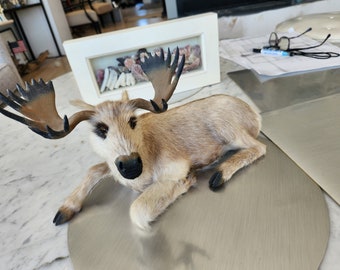 Mini Moose