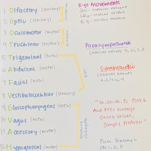 Cranial Nerves