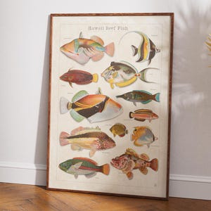 Fish of Hawaii Poster - Etsy