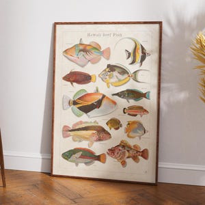 Plakat z ilustracją ryby z Hawajów | Plakat ścienny z rybą w stylu vintage | Inspiracja Adolphe'em Millotem | Dekoracja edukacyjna z oceanem w stylu retro na Maui | NoStraw