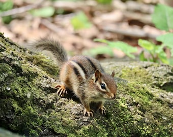 Chipmunk Canvas Wall Art | Chipmunk Photo Print | Nature Home Decor | Cute Nursery Art | Cute Animal Childrens Room Decor| Cute Dorm Decor