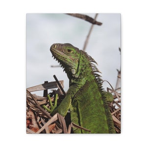 Green Iguana Canvas Wall Art | Iguana Photo Print | Nature Home Decor | Nursery Art | Childrens Room Decor | Iguana Dorm Decor| Animal Print