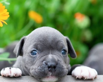 Cute Puppy