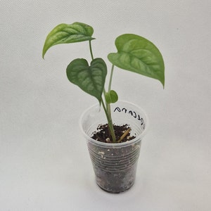 Monstera Siltepecana Baby Plant | Silver Monstera | Rare Plant | Vining Plant | Houseplant