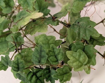 Oak Leaf Fig | 10cm cutting | Ficus Quercifolia | Terrarium Plant