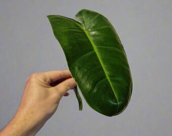 May include: A single, large, dark green, heart-shaped leaf with a smooth, glossy surface and a prominent, lighter green central vein running down the length of the blade, attached to a short, thick, green stem.
