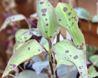 May include: Close-up of a plant with green leaves speckled with dark purple spots. The leaves have a slight purple hue around the edges. The stems are a deep purple color, and the background is blurred.