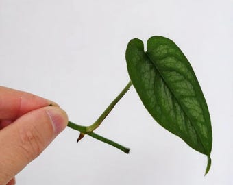 Monstera Siltepecana Cutting