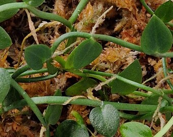 Rhaphidophora Pachyphylla 10 cm Cutting