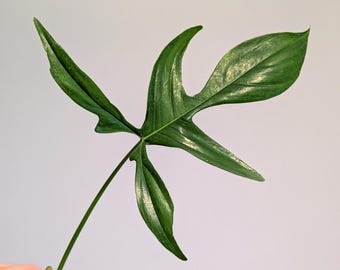 May include: A vibrant green leaf with a unique, lobed shape, held against a plain background. The leaf's surface has a glossy sheen, and the stem is slender. The leaf's edges have a slightly wavy texture, and the overall form is symmetrical.