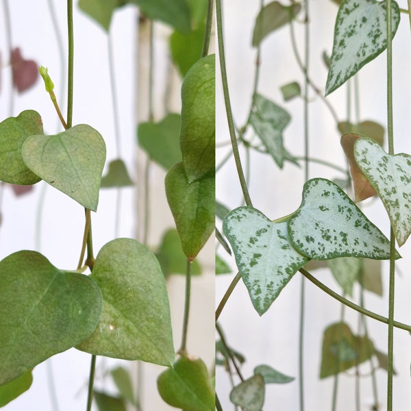 String of Hearts/Arrows 10cm Cutting | Ceropegia Linearis | Iris | Remy | Variegated | Trailing Plant