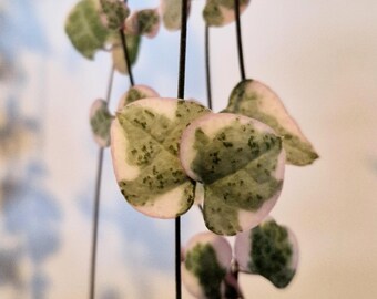 Ceropegia Woodii Variegated | String of Hearts | 10cm Cutting | Variegated | Trailing Plant