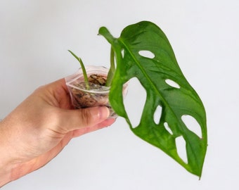 Monstera Adansonii Cutting | Unrooted