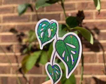 Naklejka na roślinę Monstera Adansonii