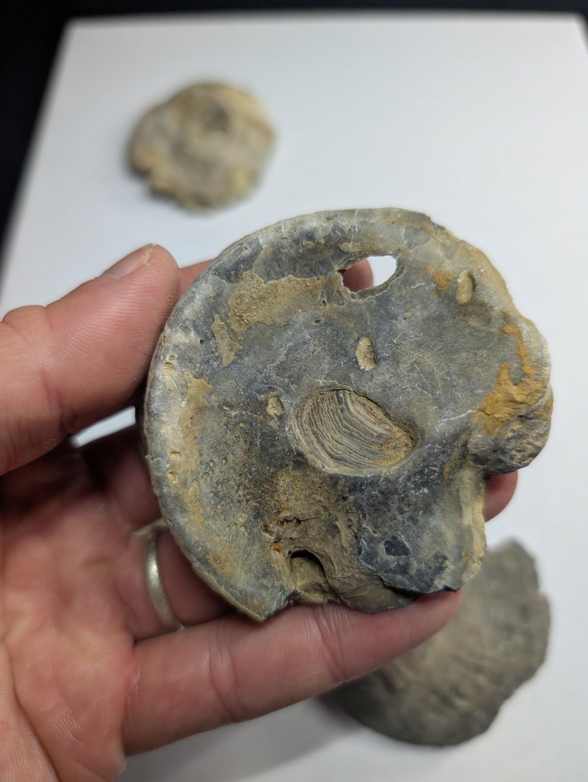 UV Reactive Exogyra Ponderosa Clam Shell Fossil Set, Hempstead
