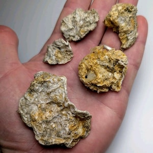 May include: Five irregularly shaped, textured rocks with a mix of beige, tan, and yellow hues are displayed in an open hand. The rocks have a rough, layered appearance, suggesting a natural, geological origin. The background is a plain white.