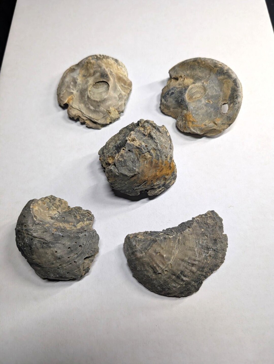 UV Reactive Exogyra Ponderosa Clam Shell Fossil Set, Hempstead