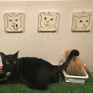 May include: A black cat with white markings lies on a green artificial grass surface. The cat is looking directly at the camera. There are five black and white drawings of cats on a white wall behind the cat.