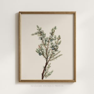 Könnte beinhalten: Ein gerahmter botanischer Druck mit einer detaillierten Illustration eines Wacholderzweigs mit grünen Nadeln und kleinen, runden, blaugrauen Beeren auf cremefarbenem Hintergrund. Das Bild ist in einem dünnen Goldrahmen.