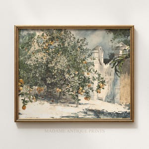 May include: A framed watercolour painting of an orange tree with ripe fruit. The artwork shows a white picket fence and a stone wall. The painting has a vintage aesthetic, with a gold frame and the text "MADAME ANTIQUE PRINTS" at the bottom.