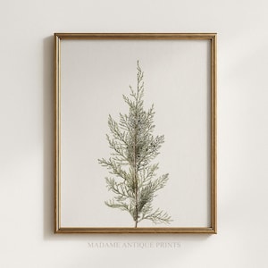 May include: A framed botanical print featuring a single green cedar branch centred on a light off-white background. The artwork is enclosed in a thin, metallic gold frame. The text "MADAME ANTIQUE PRINTS" is printed in small letters at the bottom.