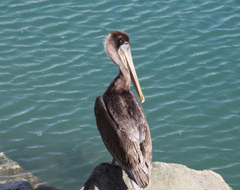 CRANE PONDERING the Ocean, Cabo San Lucas, Mexico, while sitting on a rock