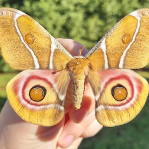 May include: A close-up of a vibrant moth with open wings, displaying a palette of warm colours. The wings are primarily golden-yellow, with white stripes and circular patterns in red, yellow, and brown. The moth's body is a soft, textured brown.