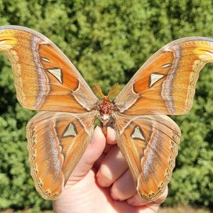 May include: A large, orange and brown Atlas moth with intricate wing patterns is held in a hand. The wings have a distinctive shape, with a white and brown triangle design. The background is a blurred green.