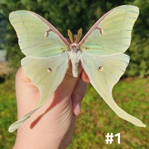 A1- to A- Quality Luna Moths, Actias luna, Framed Specimens, Beautiful Green North American Moths