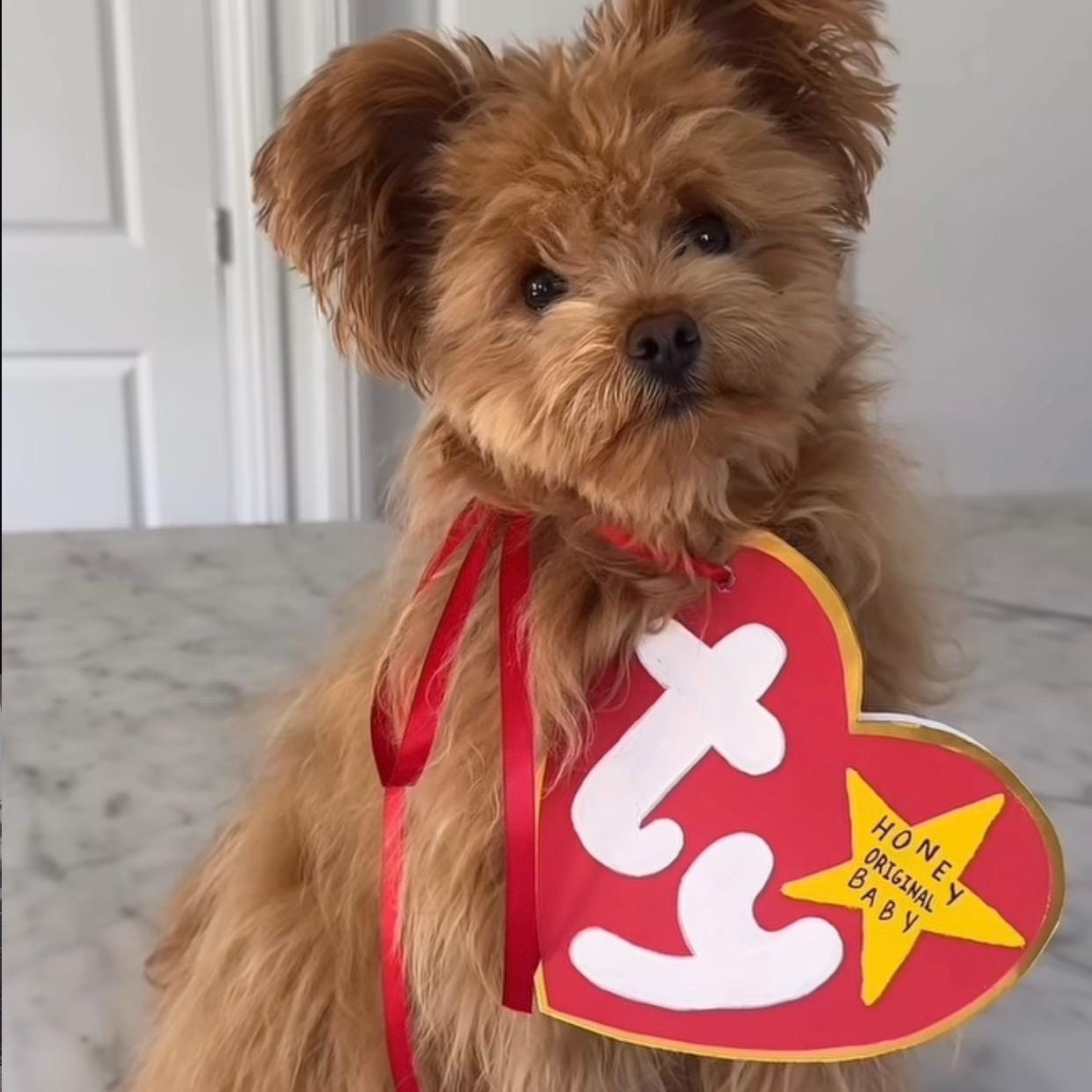 Labubu Dog Outfit Australia