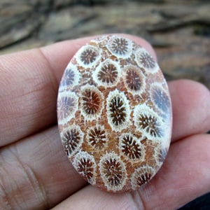 以下が含まれることがあります： 茶色と白の模様が入った楕円形の化石石。石には、小さな花のような形の繰り返し模様があります。化石は手で持たれており、そのサイズと質感が示されています。石の表面は研磨された外観をしています。
